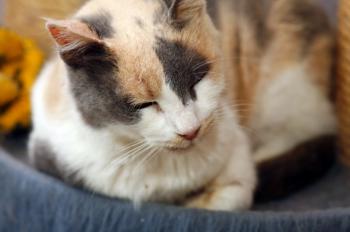 Amelie Bild von Amelie