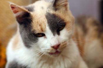 Amelie Bild von Amelie