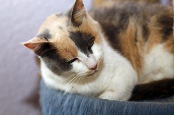 Amelie Bild von Amelie