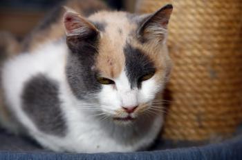 Amelie Bild von Amelie