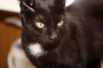 Blacky Bild von Blacky