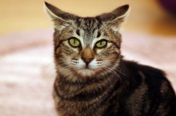 Felix Bild von Felix