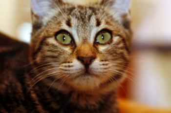 Felix Bild von Felix