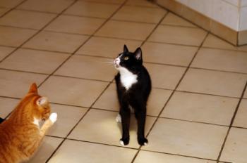 Bild von Jerry