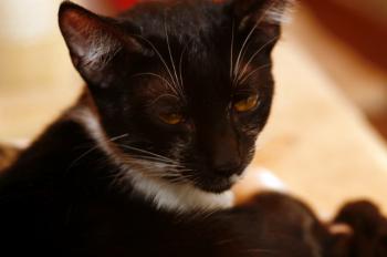 Molly Bild von Molly