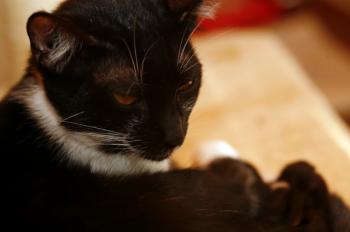 Molly Bild von Molly