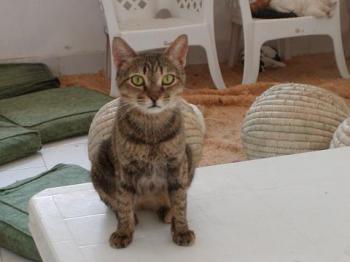 Dalila Bild von Dalila