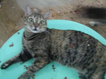 Dalila Bild von Dalila