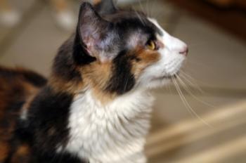 Trikinina Bild von Trikinina