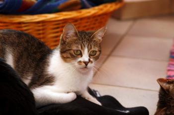 Xiba Bild von Xiba