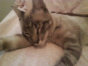 Cookie Bild von Cookie