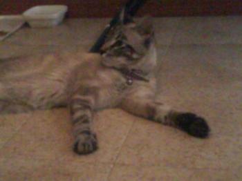 Cookie Bild von Cookie