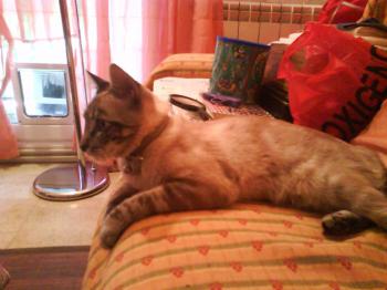 Cookie Bild von Cookie