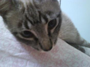Cookie Bild von Cookie