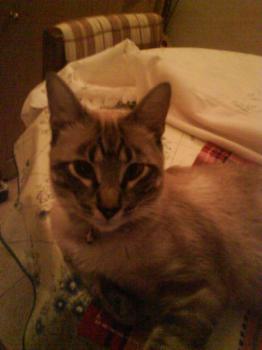 Cookie Bild von Cookie