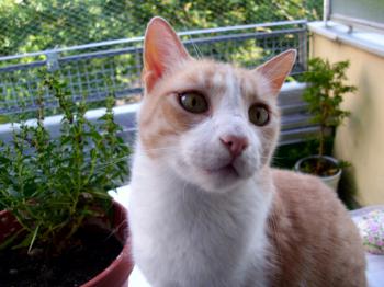 Balu 5221 Bild von Balu 5221