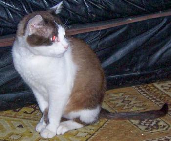 Belardo Bild von Belardo