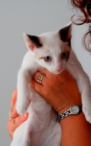 Poncho Bild von Poncho