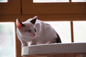 Poncho Bild von Poncho