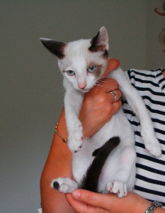 Poncho Bild von Poncho