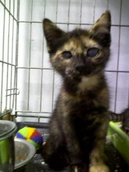 Circe Bild von Circe