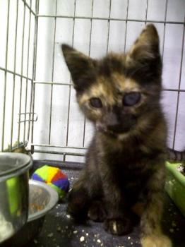 Circe Bild von Circe