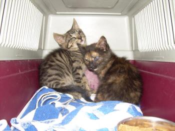 Circe und Clea Bild von Circe