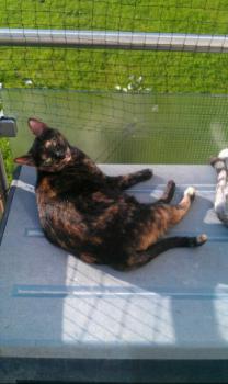 Loony Bild von Loony