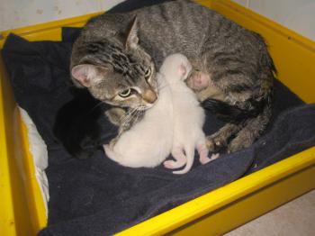 Bild von Mama+Babies