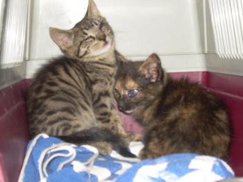 Clea und Circe Bild von Clea