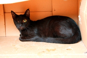 Peluso Bild von Peluso