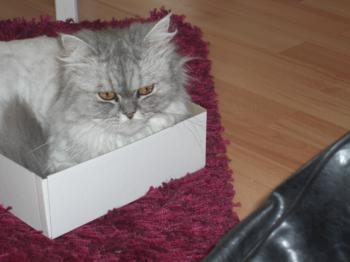 Talia Bild von Talia