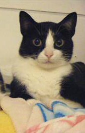 Lys Bild von Lys