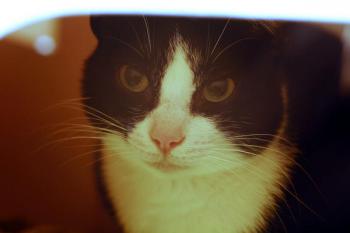 Lys Bild von Lys