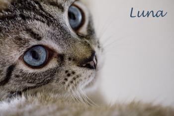 Luna Bild von Luna
