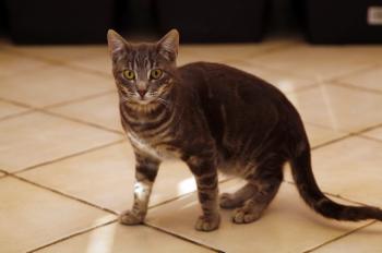 Bambam Bild von Bambam