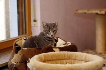 Bambam Bild von Bambam