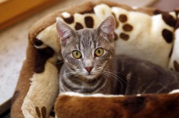 Bambam Bild von Bambam