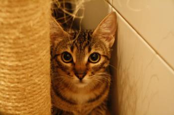 Betsy Bild von Betsy