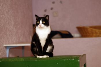 Lys Bild von Lys
