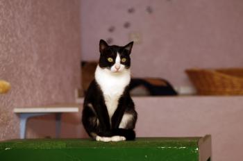 Lys Bild von Lys