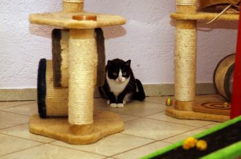 Lys Bild von Lys