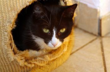 Bild von Jerry