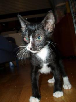 Fito Bild von Fito