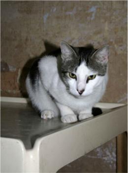 Nachito Bild von Nachito