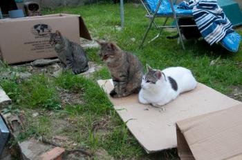 Migoya Bild von Migoya