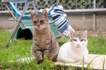 Migoya Bild von Migoya