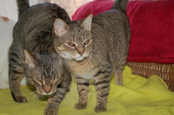 Migoya Bild von Migoya