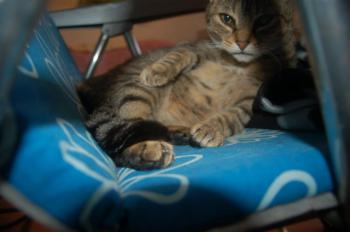 Migoya Bild von Migoya