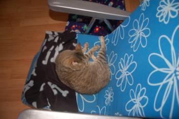 Migoya Bild von Migoya